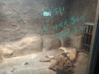 갈비뼈 앙상한 사자…김해동물원 떠나 청주동물원 간다｜동아일보 갈비뼈 앙상한 사자…김해동물원 떠나 청주동물원 간다