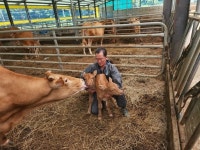 합천서 세쌍둥이 낳았던 소 올해는 쌍둥이 출산 ‘화제’｜동아일보 합천서 세쌍둥이 낳았던 소 올해는 쌍둥이 출산 ‘화제’