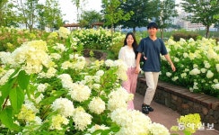 청라호수공원에 수국이 활짝∼｜동아일보 청라호수공원에 수국이 활짝∼