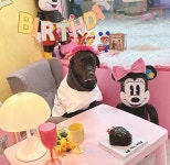 멍멍이와 야옹이를 위한 건강한 디저트｜동아일보 멍멍이와 야옹이를 위한 건강한 디저트