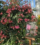 우리, 수원에서 만날까요.” [김선미의 시크릿가든]｜동아일보 “당신과... 정원에 가고 싶어요. 우리, 수원에서 만날까요.” [김선미의 시크릿가든]