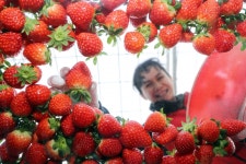 옹기종기 모인 딸기 친구들 헤어질 시간｜동아일보 옹기종기 모인 딸기 친구들 헤어질 시간