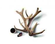 러시아 혹한기 이겨낸 ‘원용’… 올 설에 부모님께 선물하세요｜동아일보 러시아 혹한기 이겨낸 ‘원용’… 올 설에 부모님께 선물하세요