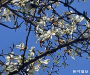 천리포수목원 목련의 순간적이며 영원한 아름다움[김선미의 시크릿가든]｜동아일보 천리포수목원 목련의 순간적이며 영원한 아름다움[김선미의... 