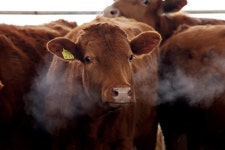 송아지 보러간 50대 축사 주인, 어미소에 들이받혀 사망｜동아일보 송아지 보러간 50대 축사 주인, 어미소에 들이받혀 사망