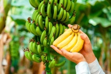 신안 별미, 흑산도 홍어에 ‘섬 바나나’도 추가요∼｜동아일보 신안 별미, 흑산도 홍어에 ‘섬 바나나’도 추가요∼