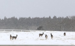 내일 중부·호남에 많은 눈…전북 최대 15cm｜동아일보 내일 중부·호남에 많은 눈…전북 최대 15cm