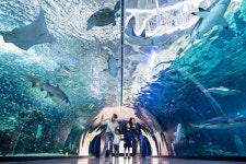 제주 아쿠아플라넷 할인 방법부터 공연 시간표 | 트립닷컴