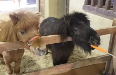 싱그러움이 가득한 안성팜랜드 할인가로 다양한 체험활동을 즐겨보세요 – 트립닷컴