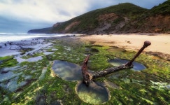 COVID CLEAN 인증업체 팔수록손해3종투어 퍼핑빌리 그레이트오션로드 시티투어 | 트립닷컴