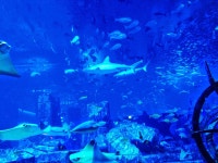 로스트 챔버 아쿠아리움 티켓 할인, 운영 시간, 후기 [2025년] | Trip.com