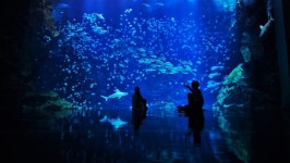 Xpark 아쿠아리움 티켓 할인, 운영 시간, 후기 [2025년] | Trip.com