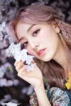 [HD포토] 꽃보다 지효ㅣ트와이스 지효 | 디스패치 | 뉴스는 팩트다! [HD포토] 꽃보다 지효ㅣ트와이스 지효