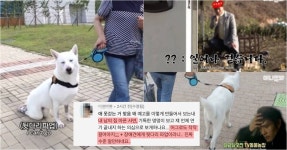 장애견에게 뒷다리 파업이라니‥동물농장 측 견주에 직접 사과... 장애견에게 뒷다리 파업이라니‥동물농장 측 견주에 직접 사과... 