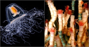 영생하는 베니크라게...인간 보다 오래 사는 지구생물체들? | 디스패치 | 뉴스는 팩트다! 영생하는 베니크라게...인간 보다 오래 사는... 