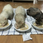 일지 | 미니맵 #프사소개 저희 집 페럿딸 세마리입니다. 맨 오른쪽 첫째는 재작년에 무지개다리 너머로 떠났... | 자유 주제 | 미니맵