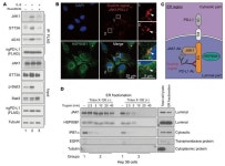 JCI - IL-6/JAK1 pathway drives PD-L1 Y112 phosphorylation to promote cancer immune evasion