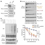 JCI - IL-6/JAK1 pathway drives PD-L1 Y112 phosphorylation to promote cancer immune evasion