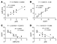 JCI - p53/microRNA-214/ULK1 axis impairs renal tubular autophagy in diabetic kidney disease