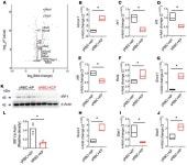 JCI - Stressed erythrophagocytosis induces immunosuppression during sepsis through heme-mediated STAT1 dysregulation