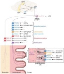 JCI - Roles for the gut microbiota in regulating neuronal feeding circuits