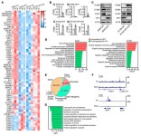 JCI - Hematopoietic transcription factor GFI1 promotes anchorage independence by sustaining ERK activity in cancer cells