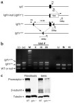 JCI - Defective insulin secretion in pancreatic β cells lacking type 1 IGF receptor