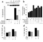 JCI - Rapid Akt activation by nicotine and a tobacco carcinogen modulates the phenotype of normal human airway epithelial cells