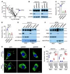 JCI - PD-L1 translocation to the plasma membrane enables tumor immune evasion through MIB2 ubiquitination