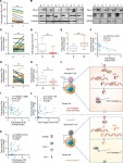 JCI - Long noncoding RNA HITT coordinates with RGS2 to inhibit PD-L1 translation in T cell immunity