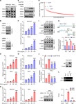 JCI - Long noncoding RNA HITT coordinates with RGS2 to inhibit PD-L1 translation in T cell immunity
