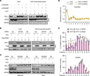 JCI - Long noncoding RNA HITT coordinates with RGS2 to inhibit PD-L1 translation in T cell immunity
