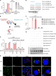 JCI - Long noncoding RNA HITT coordinates with RGS2 to inhibit PD-L1 translation in T cell immunity