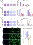 JCI - Long noncoding RNA HITT coordinates with RGS2 to inhibit PD-L1 translation in T cell immunity