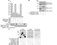 JCI - Mechanisms of WNK1 and WNK4 interaction in the regulation of thiazide-sensitive NaCl cotransport