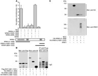 JCI - Mechanisms of WNK1 and WNK4 interaction in the regulation of thiazide-sensitive NaCl cotransport