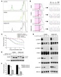 JCI - Allelic dilution obscures detection of a biologically significant resistance mutation in EGFR-amplified lung cancer