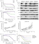 JCI - Allelic dilution obscures detection of a biologically significant resistance mutation in EGFR-amplified lung cancer