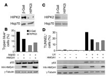 JCI - High-mobility group A1 inhibits p53 by cytoplasmic relocalization of its proapoptotic activator HIPK2