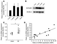 JCI - A cardiac myosin light chain kinase regulates sarcomere assembly in the vertebrate heart