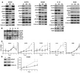 JCI - Mutations in the EGFR kinase domain mediate STAT3 activation via IL-6 production in human lung adenocarcinomas