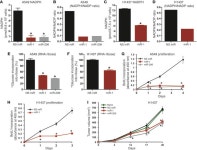 JCI - Transcription factor NRF2 regulates miR-1 and miR-206 to drive tumorigenesis