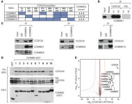 JCI - CCDC22 deficiency in humans blunts activation of proinflammatory NF-κB signaling