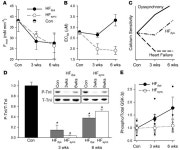 JCI - Cardiac resynchronization sensitizes the sarcomere to calcium by reactivating GSK-3β