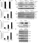 JCI - DEAD-box helicase DP103 defines metastatic potential of human breast cancers