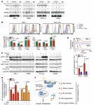 JCI - Pharmacoproteomics identifies combinatorial therapy targets for diffuse large B cell lymphoma