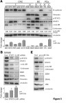 JCI - IL-6R/STAT3/miR-34a feedback loop promotes EMT-mediated colorectal cancer invasion and metastasis