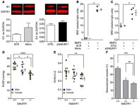 JCI - MicroRNA-140-5p and SMURF1 regulate pulmonary arterial hypertension