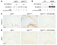 JCI - Tyrosine kinase inhibitor NVP-BGJ398 functionally improves FGFR3-related dwarfism in mouse model