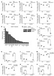 JCI - TNF-driven adaptive response mediates resistance to EGFR inhibition in lung cancer
